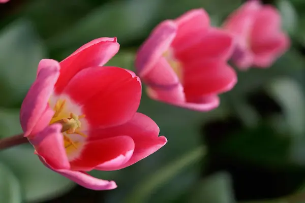 Tulip Top Gardens (76)